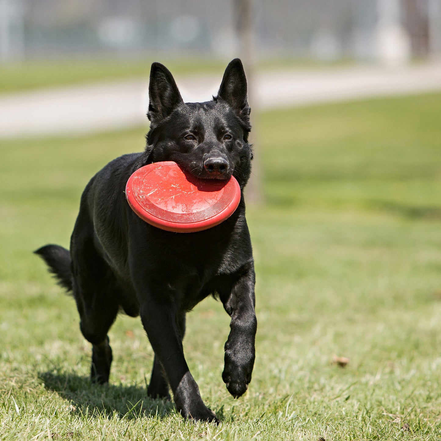 Flyer Disc for Dogs (Red) 1 Unit - additional product view 3