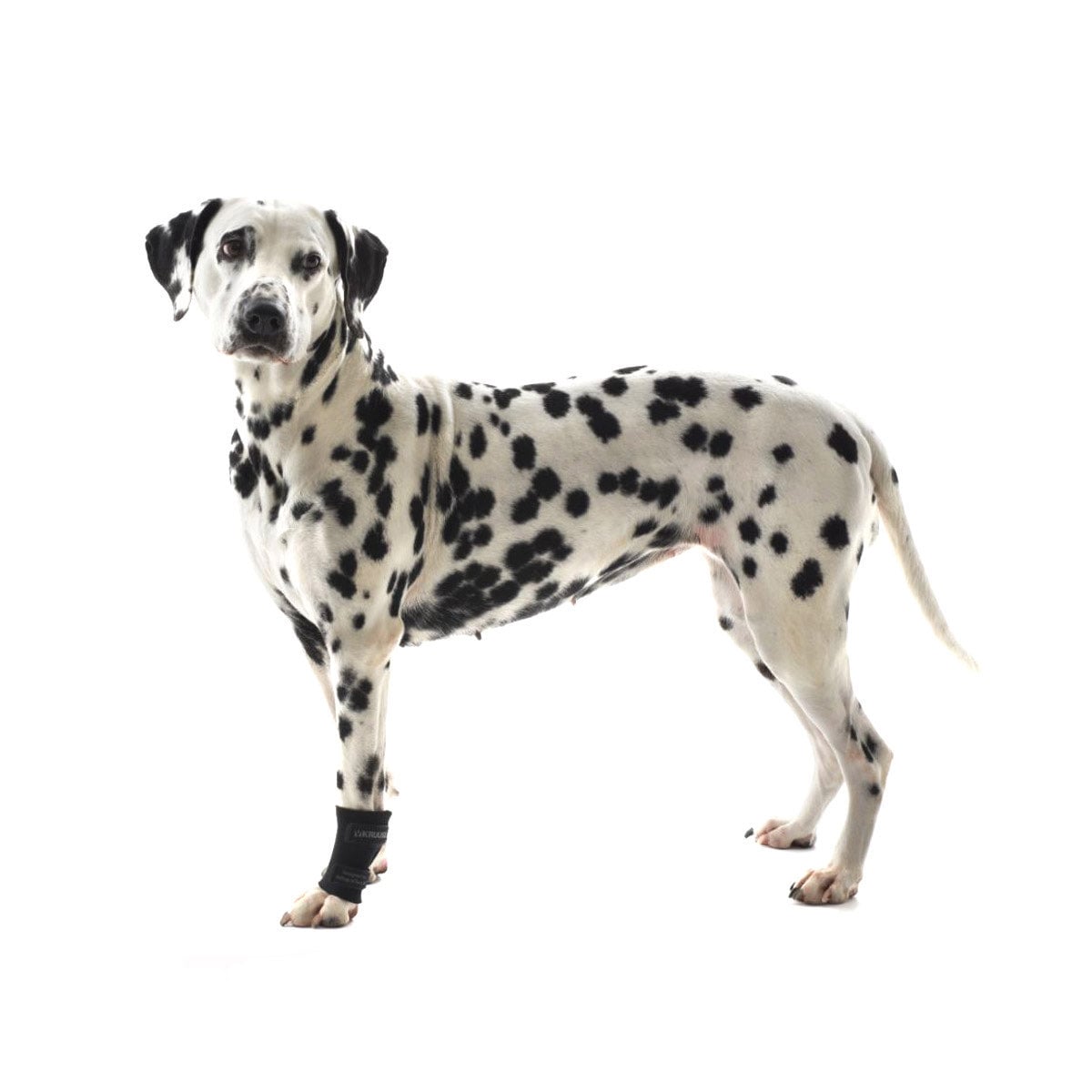 Rehab Dog Carpal Joint Protector for Dogs 1 Unit, XS, 1 Joint Protector