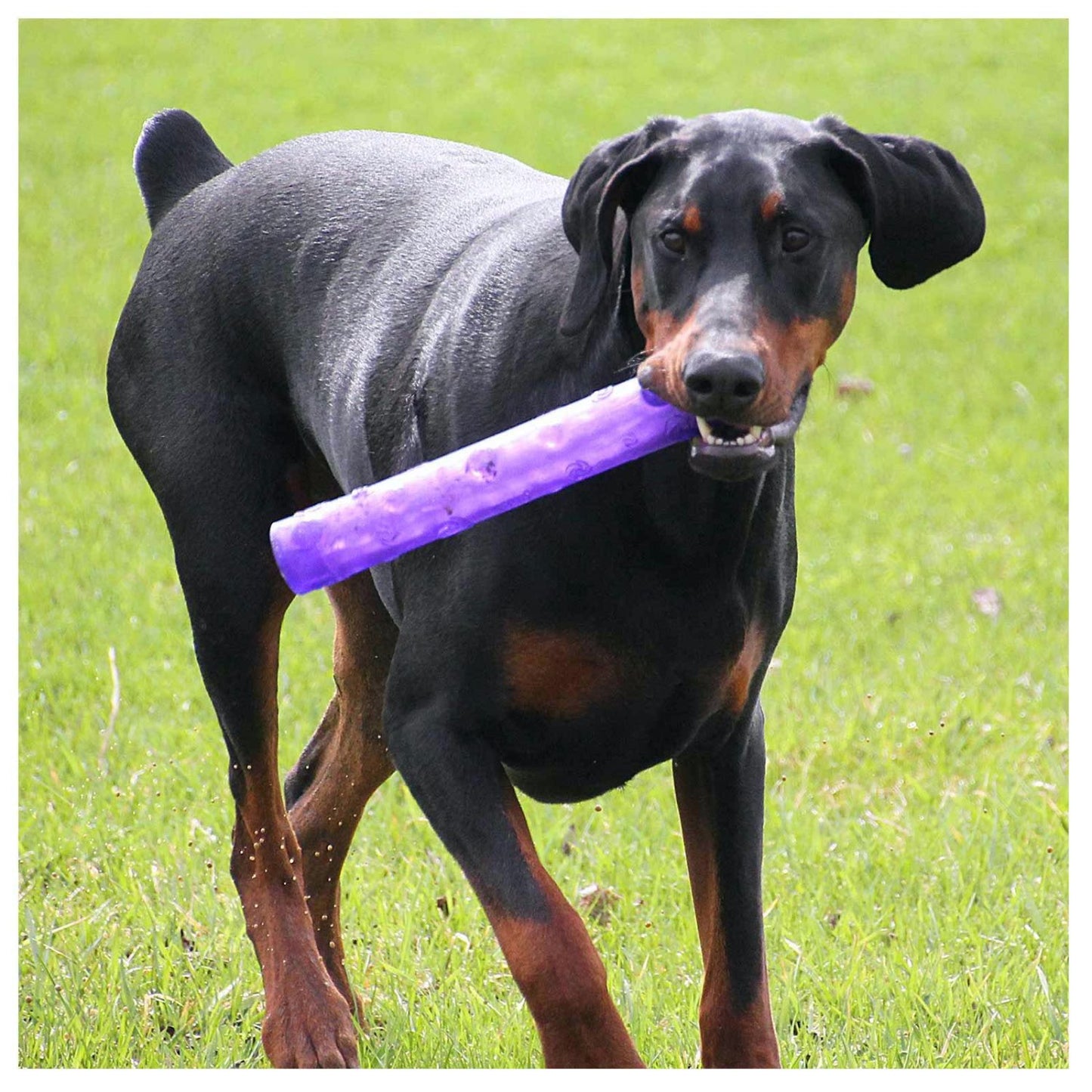 Squeezz Crackle Stick for Dogs 1 Toy, Random, Large - additional product view 3
