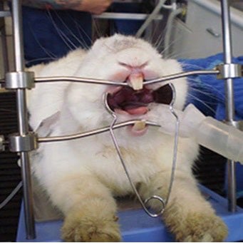 Table Top Mouth Gag for Small Pets 1 Unit - additional product view 2