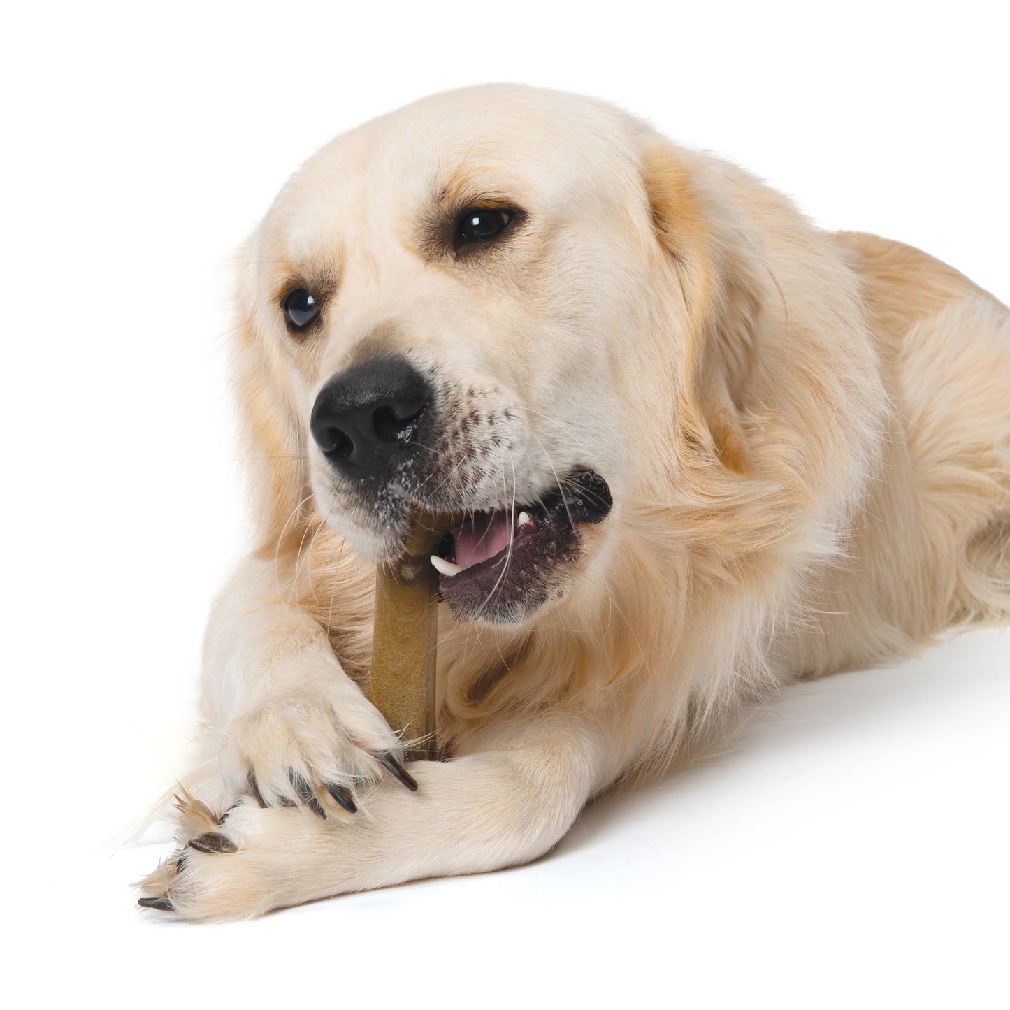 Nosh Dog Flexible Chew Toy for Dogs (Bacon) 1 Chew, Medium - additional product view 2