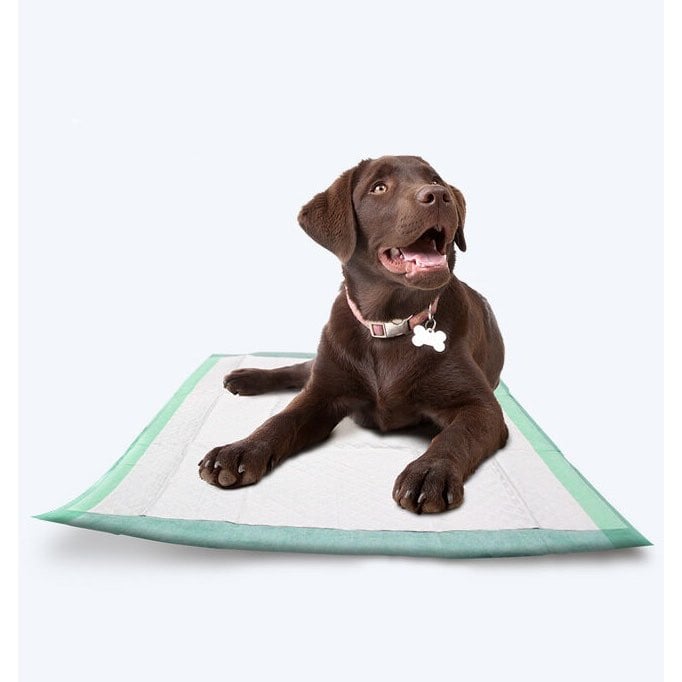 Underpad for Surgery or Incontinence P - Rugz for Dogs Bag of 10 Pads 60 cm x 90 cm - additional product view 2