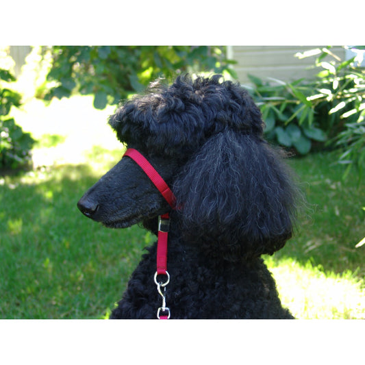 Headcollar for Dogs (Red) 1 Unit - additional product view 2