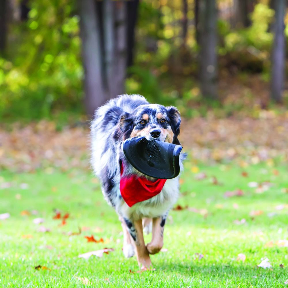Extreme Flyer Disc for Dogs 1 Unit - additional product view 3