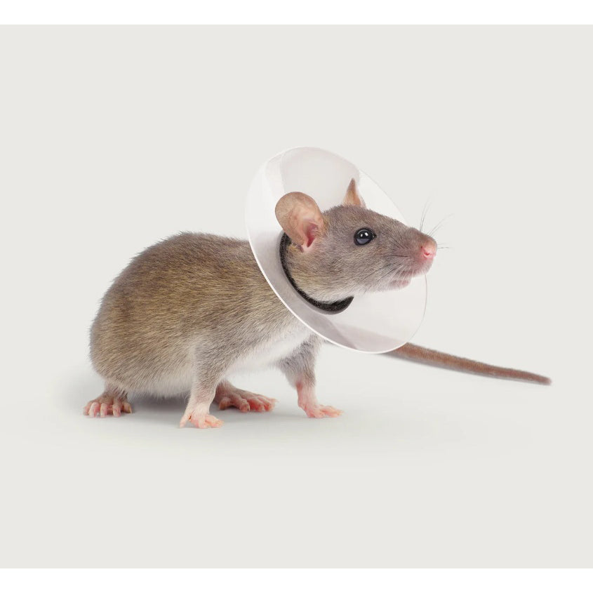 Saf - T - Shield Collar for Rodents for Small Pets 1 Collar 1 - 1.25 in x 2 in