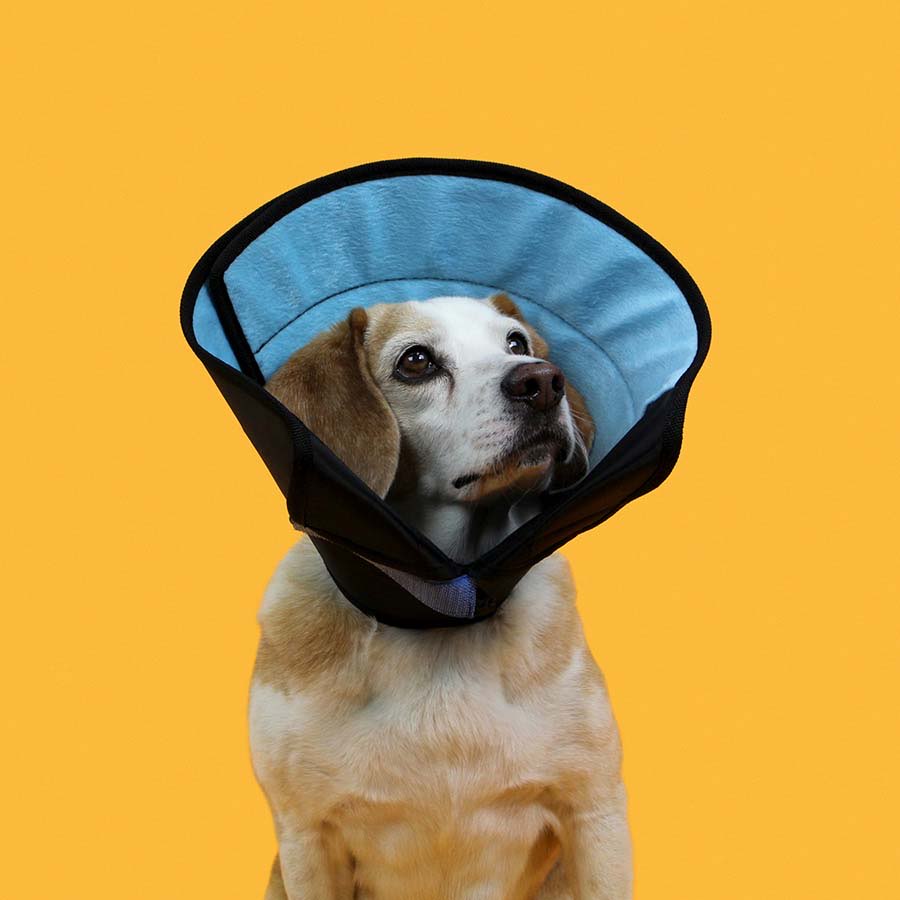 Calmer Collar for Dogs 1 Collar 8 - 11 in x 5.5 in