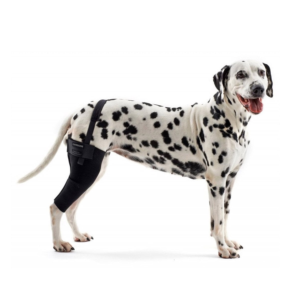 Rehab Dog Right Knee Protector for Dogs 1 Unit, XXLarge