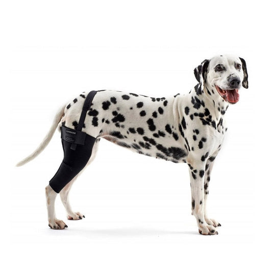 Rehab Dog Right Knee Protector for Dogs 1 Unit, XXLarge