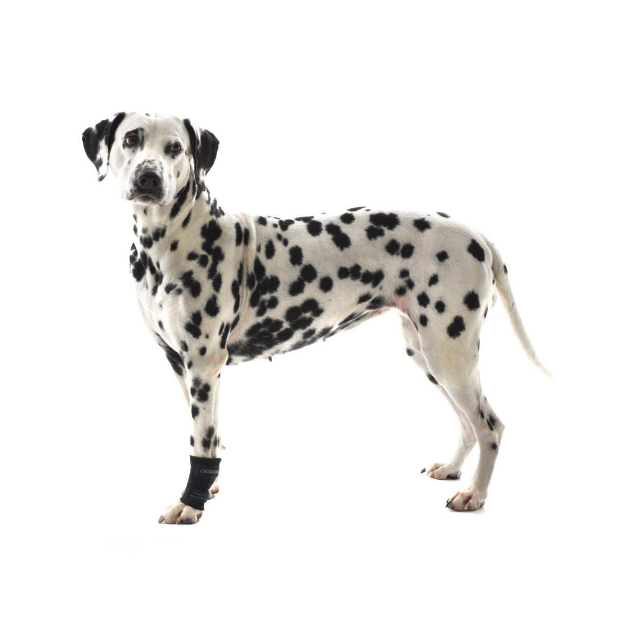 Rehab Dog Carpal Joint Protector - XS - product image 1