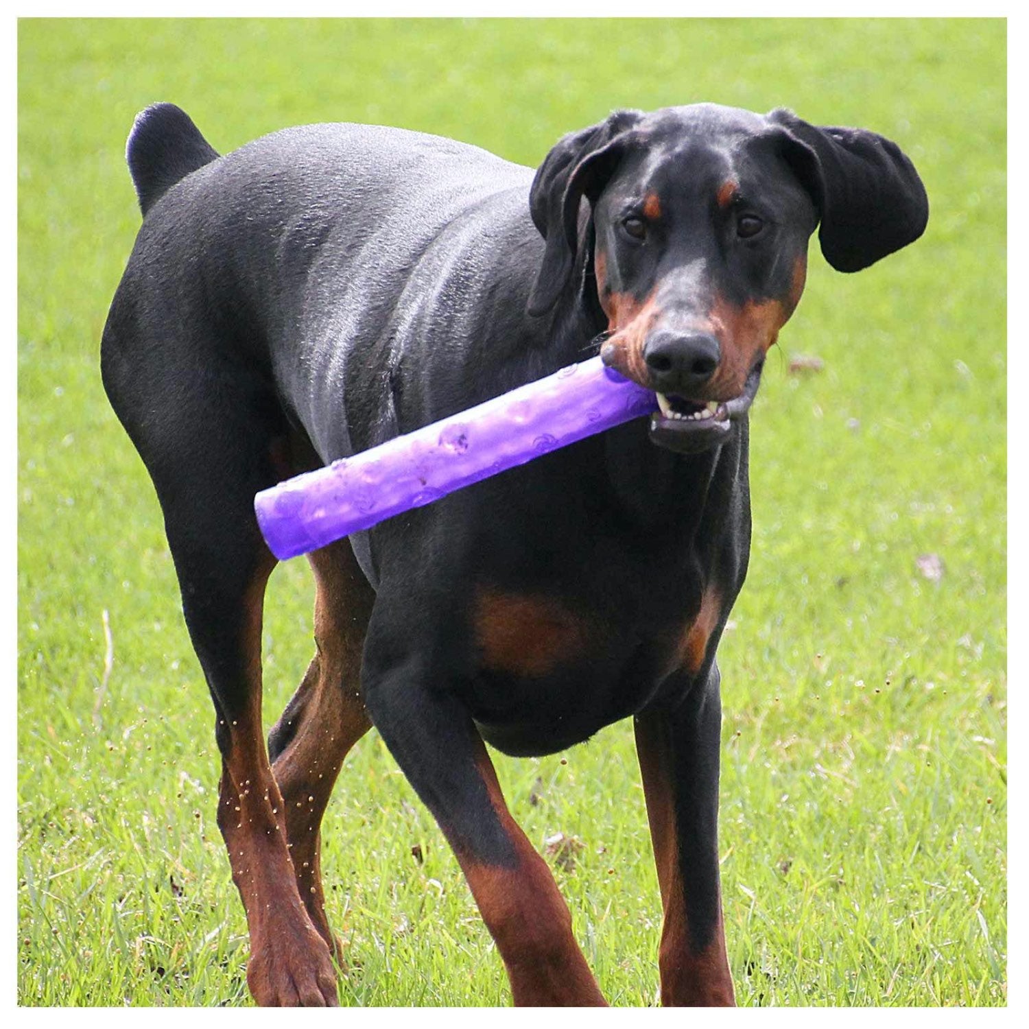 Squeezz Crackle Stick for Dogs 1 Toy, Random, Large - additional product view 3