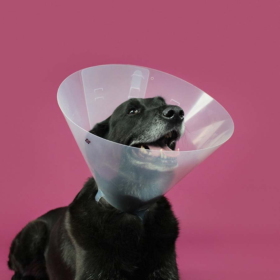 Betsy Collar 12.5 cm 1 Collar