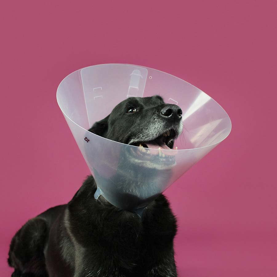 Betsy Collar for Cats and Dogs - 15 cm - product image 1