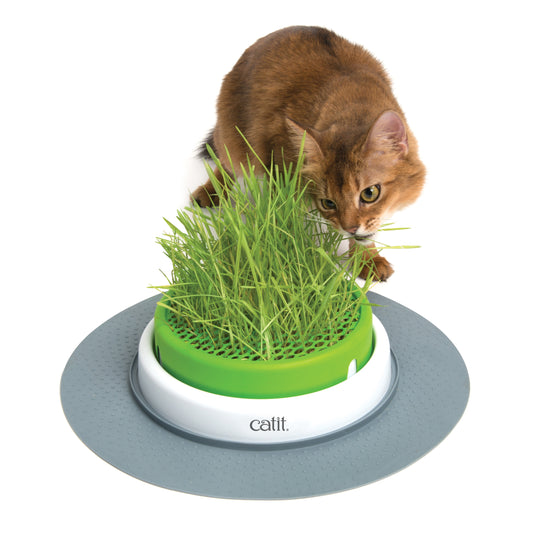 Senses 2.0 Grass Planter for Cats (Green) 1 Unit