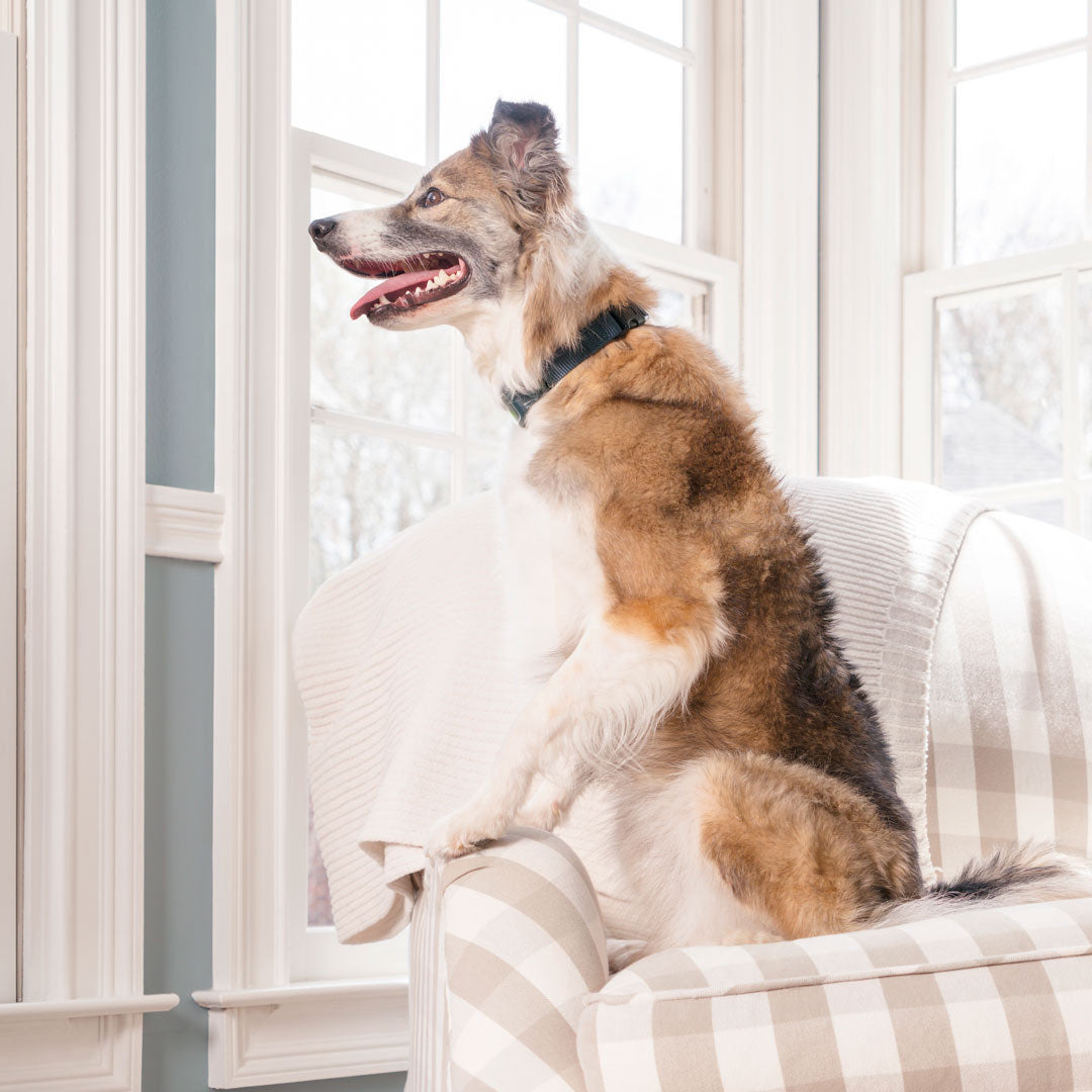 PetSafe Spray Bark Collar for Dogs 1 Unit - additional product view 3