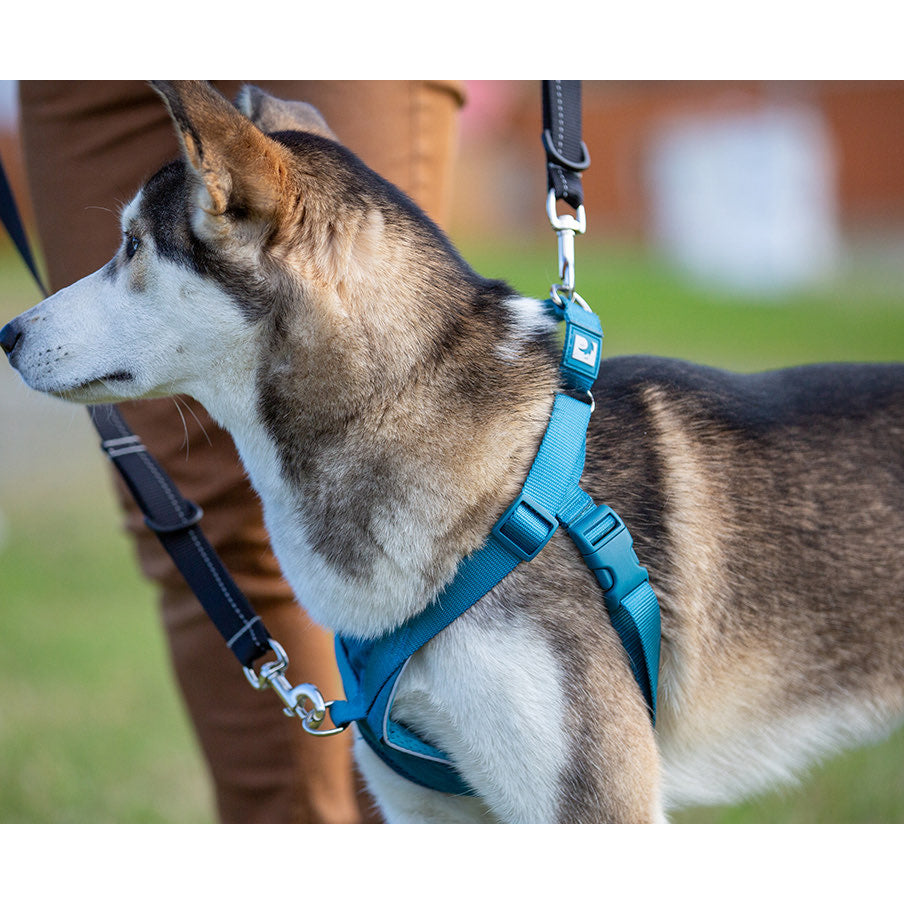 Harness Tempo No Pull for Dogs 1 Harness - additional product view 2