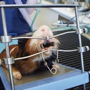 Table Top Mouth Gag for Small Pets 1 Unit - additional product view 3