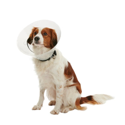 Buster Clic Collar for Cats and Dogs - Standard / 35 cm - product image 1
