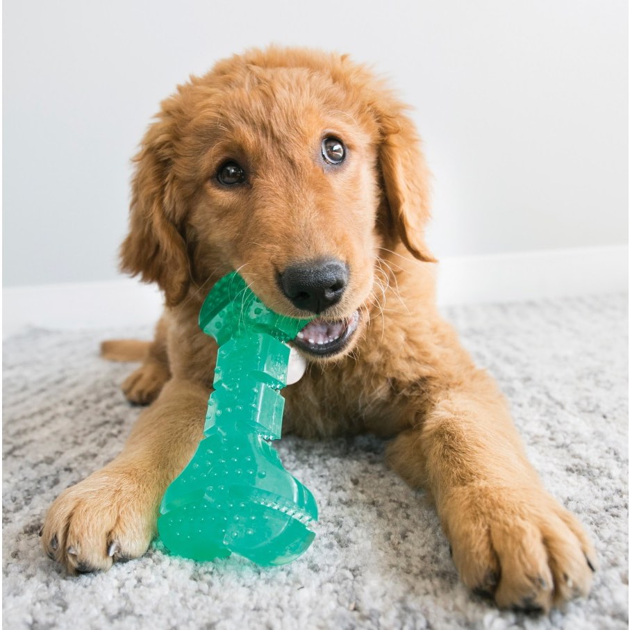 Dental Stick KONG Squeezz for Dogs (Aqua) 1 Toy - additional product view 3