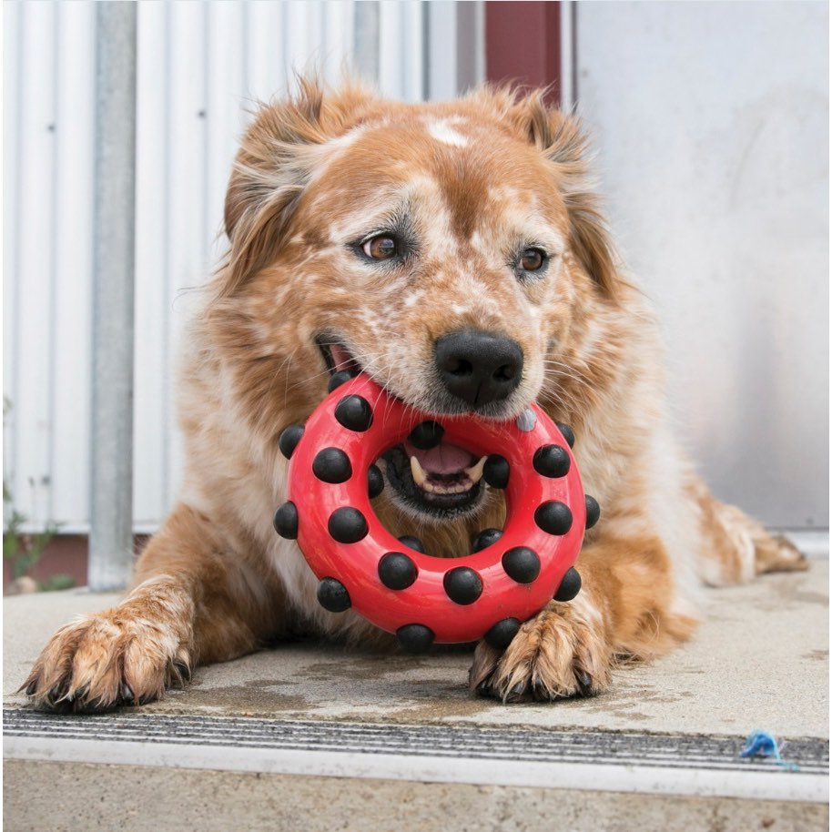 Dotz Circle Toy for Dogs (Red) 1 Toy - additional product view 3