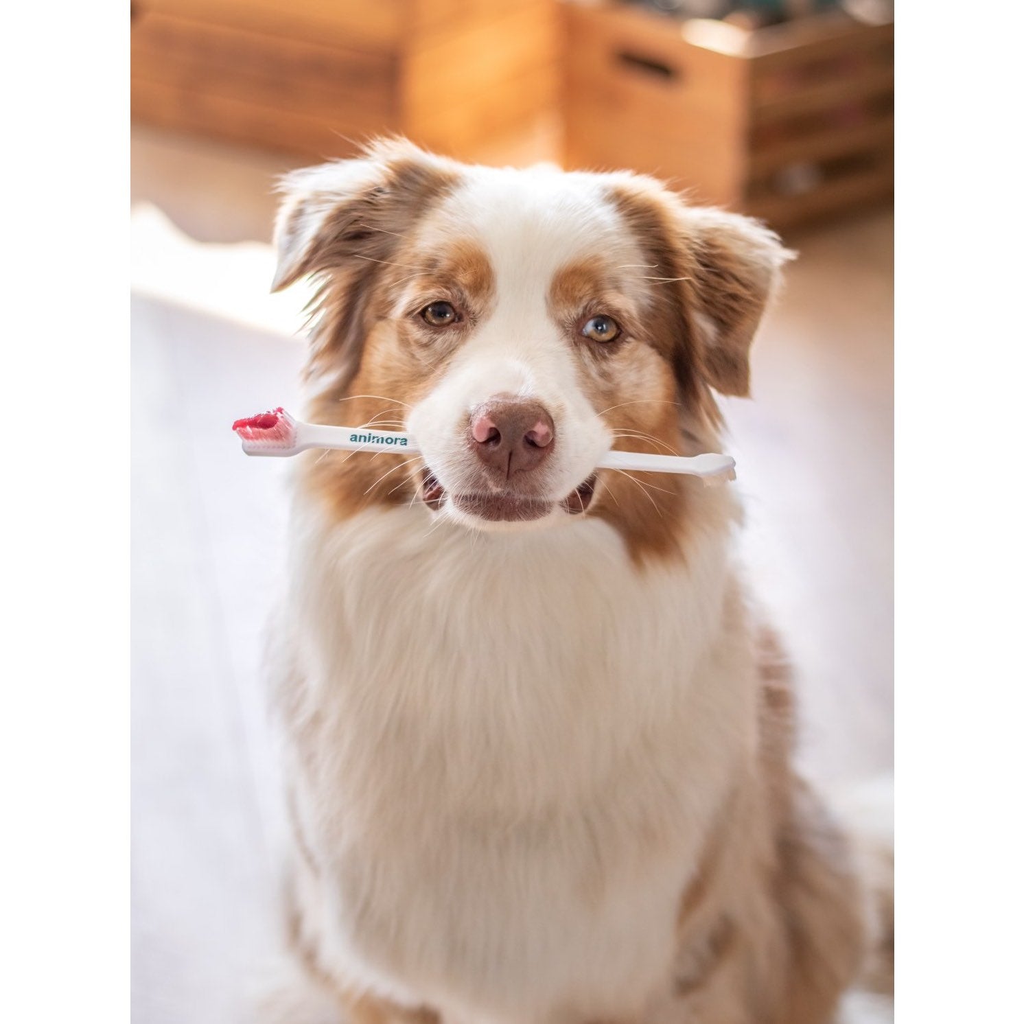 Double Ended Toothbrush for Animals 1 Unit - additional product view 3