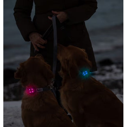 LED Light Nova for Dogs 1 Unit - additional product view 4