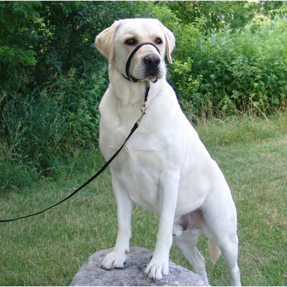 Headcollar for Dogs 1 Unit, Black, Small - additional product view 3