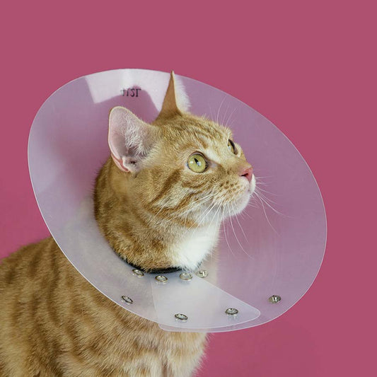 Saf - T - Shield Collar for Birds 1 Collar 6 - 8.25 in x 12 in