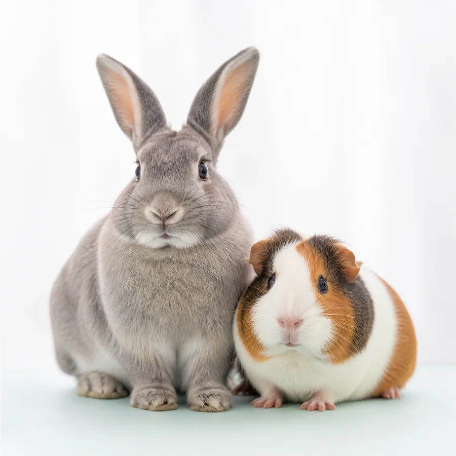 Rabbit and guinea pig small pet products