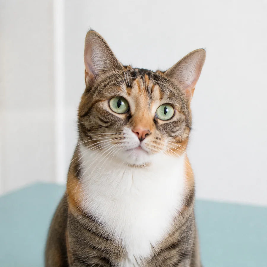 Cat products and veterinary care supplies